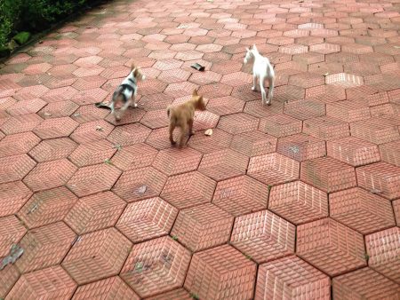 アシュラムの子犬