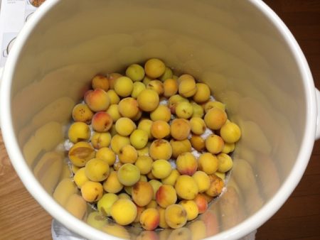 梅干し　下漬け